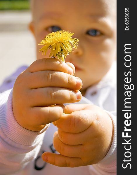 The little boy holds a yellow flower, dandelion. The little boy holds a yellow flower, dandelion
