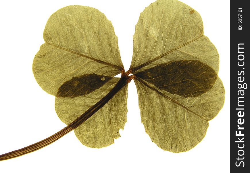 View of four-leaf clover found at Baggy Point, North Devon, 1965