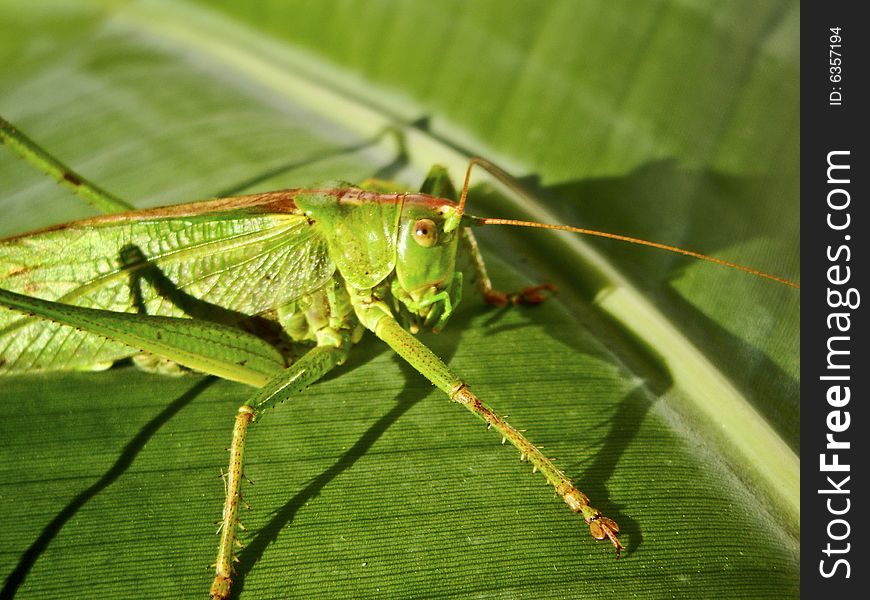 Large green grasshopper on a background leaf. Large green grasshopper on a background leaf