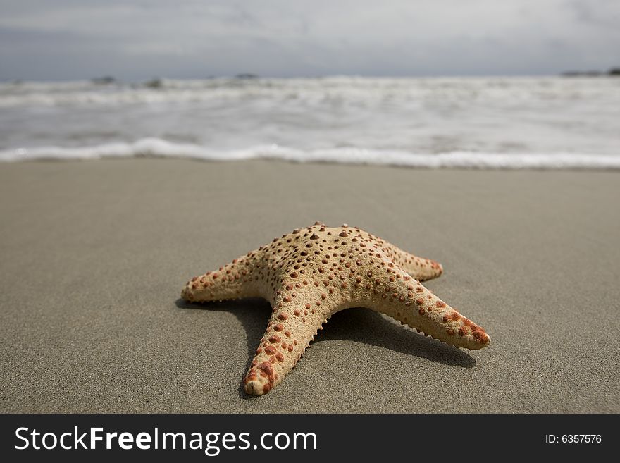 Starfish on the beach on the sandy ground with sea in the background