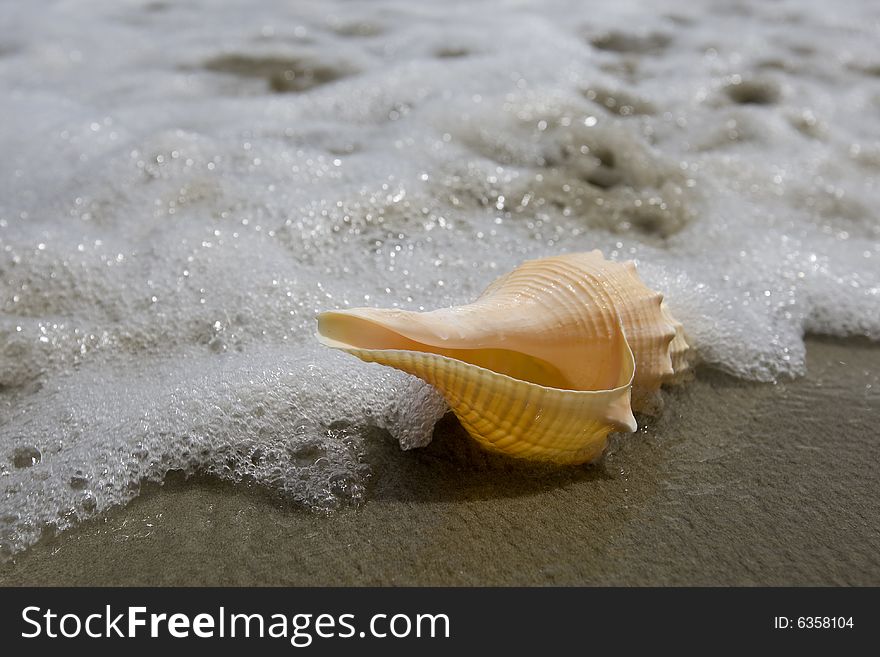 Mussel on the beach on the sandy ground with sea in the background