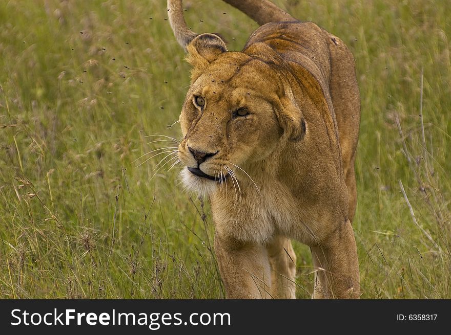 Lioness close-up - Safari in the Serengeti National Park - Tanzania