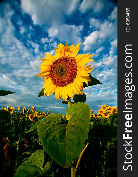 An image of yellow sunflowers under dramatic sky. An image of yellow sunflowers under dramatic sky
