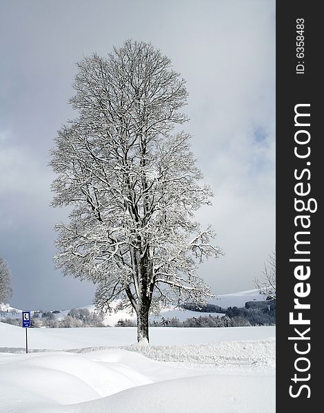 Frozen tree near the road in hill countryside