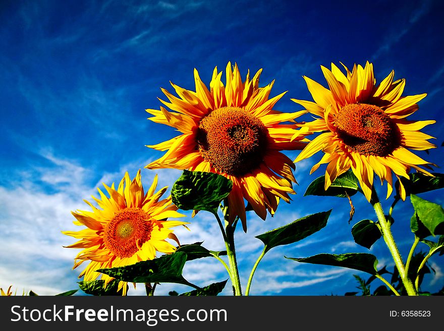 An image of yellow sunflower on dramatic background. An image of yellow sunflower on dramatic background