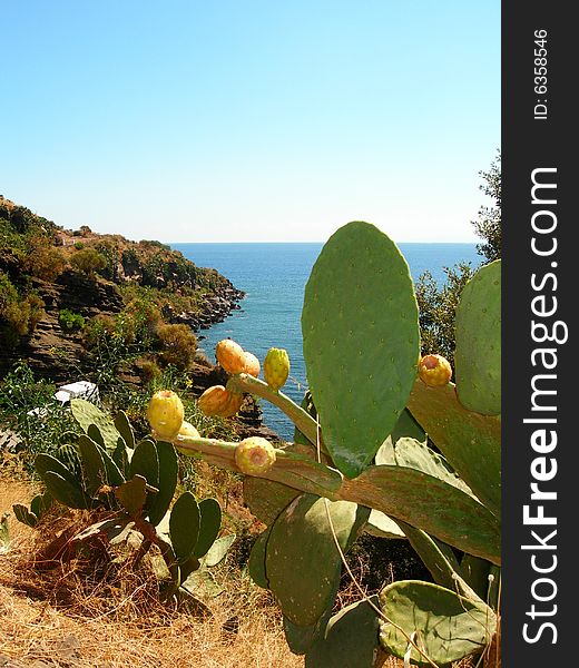 Indian fig opuntia is a species of cactus in sicily where the prickly pear fruit is known as fico di india, the cactus grows wild and cultivated