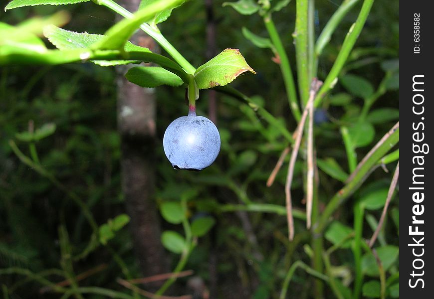 Photo of a lonely bilberry in wood