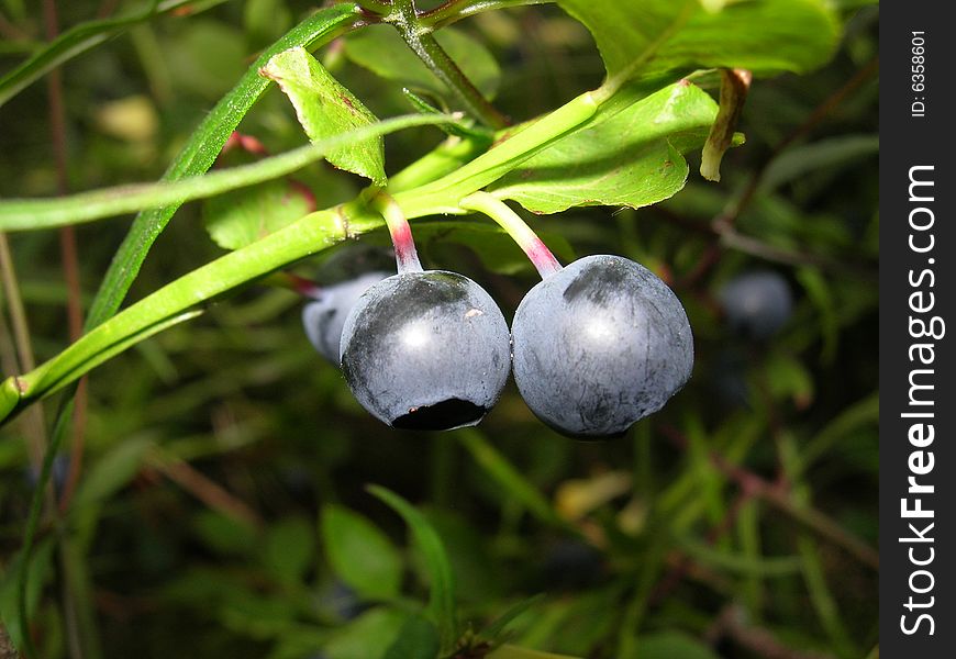 Photo of pair a bilberry in the summer in wood. Photo of pair a bilberry in the summer in wood