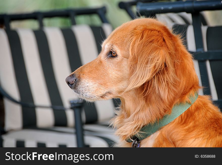 Intense Concentration and Focus of Golden Retreiver. Intense Concentration and Focus of Golden Retreiver