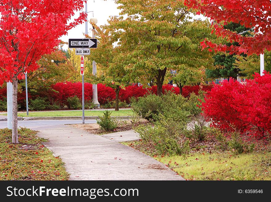 Bright red color every where in autumn. Bright red color every where in autumn