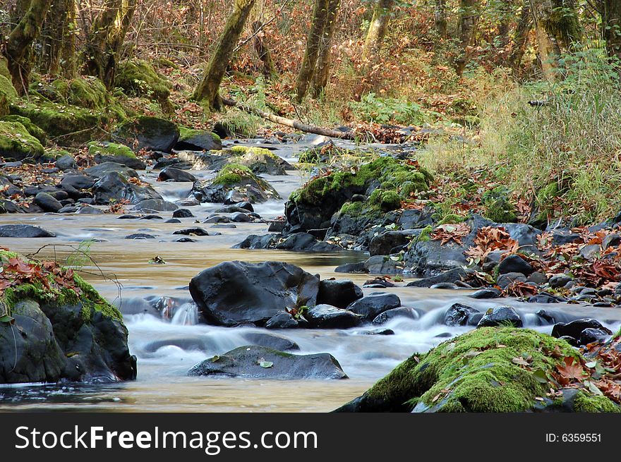 Stream in autumn with rocks, dead leaves, lots of green