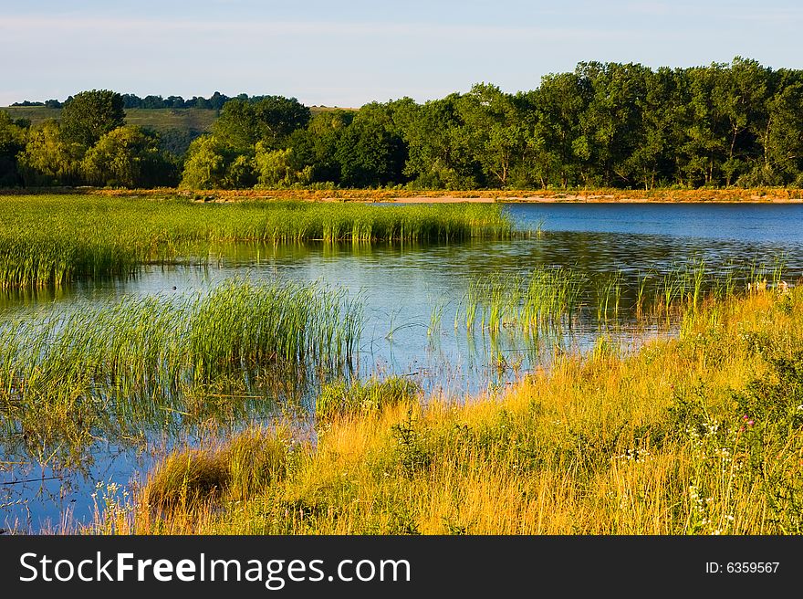 Grass growing in the lake