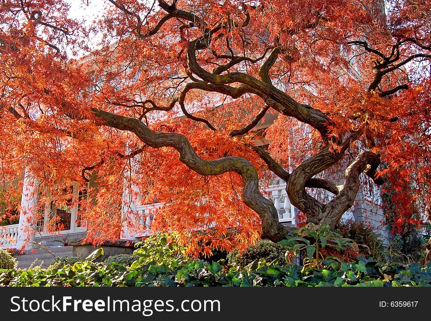 Old maple tree with red leaves in autumn