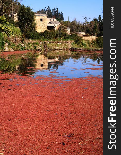 The photography place is the Chinese Yunnan Province Yuanyang County, there rural scenery is beautiful, in the field grows has the red duckweed.