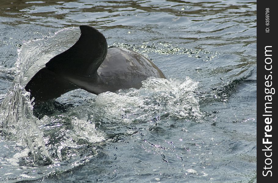 Dolphin smimming away from the camera