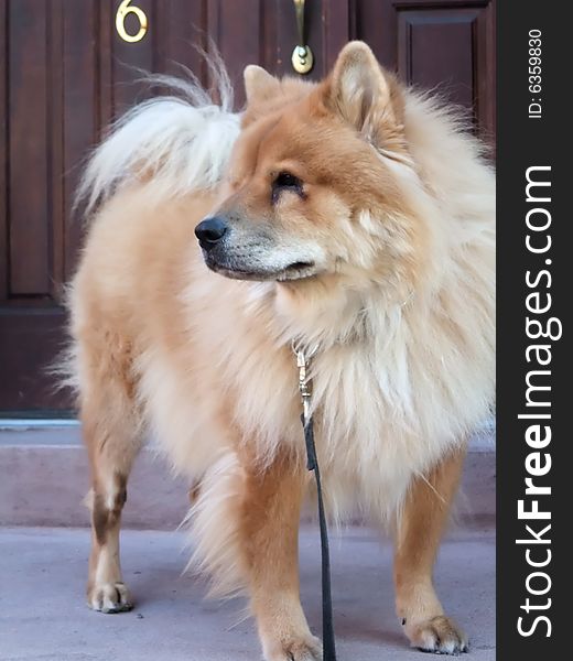 Chow Chow Breed Dog on Leash Guarding Front Door of Home. Chow Chow Breed Dog on Leash Guarding Front Door of Home