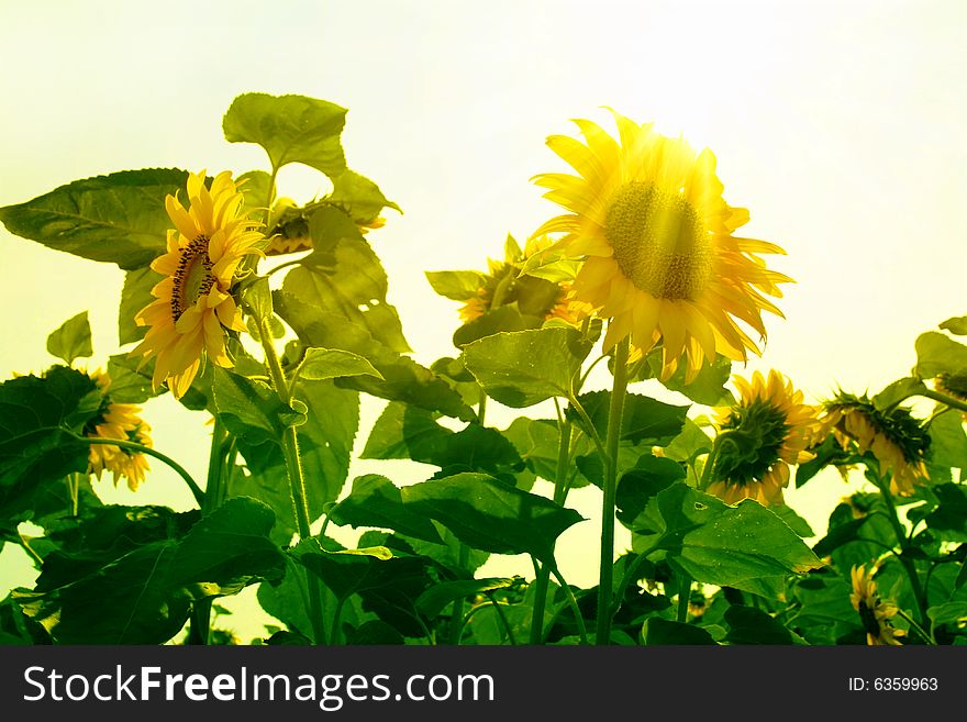 Beauty summer landscape with sunflowers. Beauty summer landscape with sunflowers