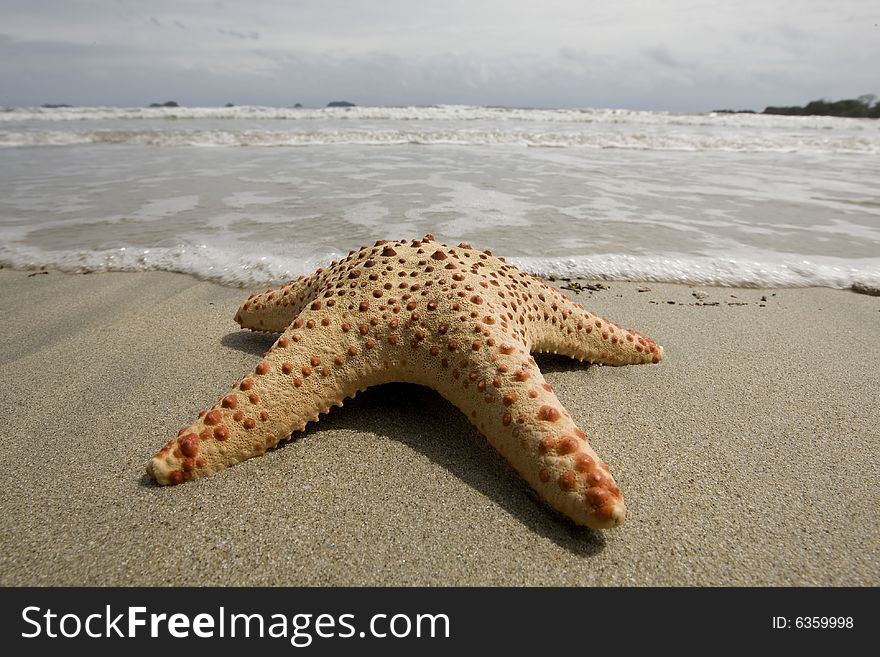 Starfish on the beach on the sandy ground with sea in the background