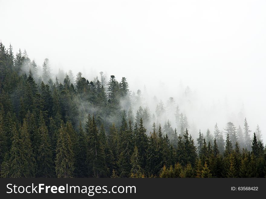 Fog in Ukrainian Carpathians mountains. Fog in Ukrainian Carpathians mountains.