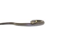 Wounding Grass Snake 2 Stock Images Wounding Grass Snake 2 Stock Images