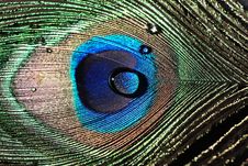 Peacock Feather Royalty Free Stock Photo