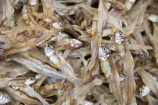 Tiny Dried Fish Royalty Free Stock Image Tiny Dried Fish Royalty Free Stock Image