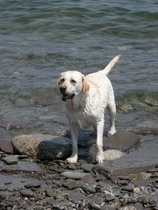 Labrador Retriever Royalty Free Stock Photos
