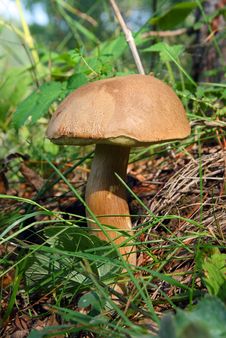 Mushroom In Grass Royalty Free Stock Photos Mushroom In Grass Royalty Free Stock Photos