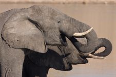 African Elephants Drinking Stock Photos African Elephants Drinking Stock Photos