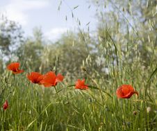 Tuscany Countryside, Close-up Of Poppy Flower Royalty Free Stock Photos Tuscany Countryside, Close-up Of Poppy Flower Royalty Free Stock Photos