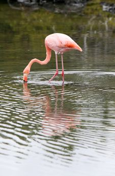 Wading Flamingo Royalty Free Stock Image Wading Flamingo Royalty Free Stock Image