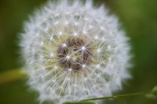 Dandelion Royalty Free Stock Images Dandelion Royalty Free Stock Images