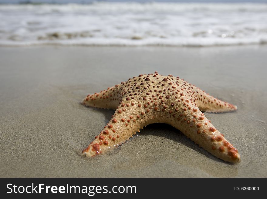 Starfish on the beach on the sandy ground with sea in the background