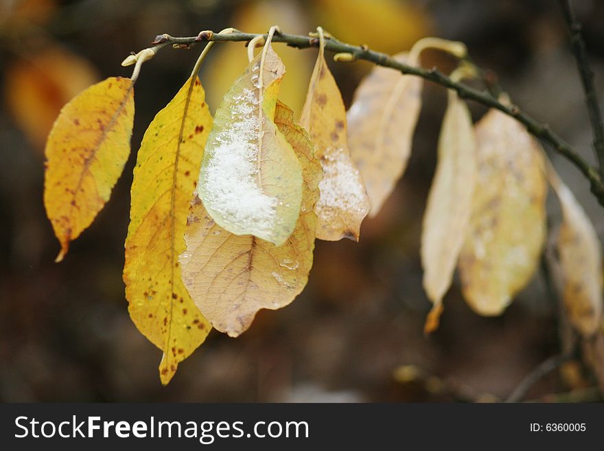 The yellow leaves with snow