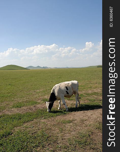 Cow eatting on the glassland. Cow eatting on the glassland