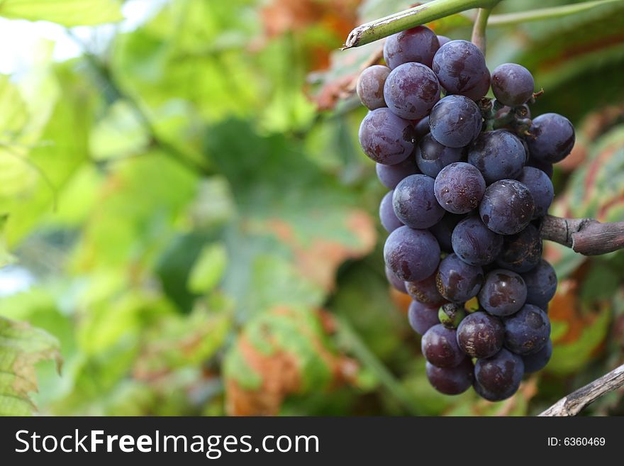 Blue grapes ready for harvest