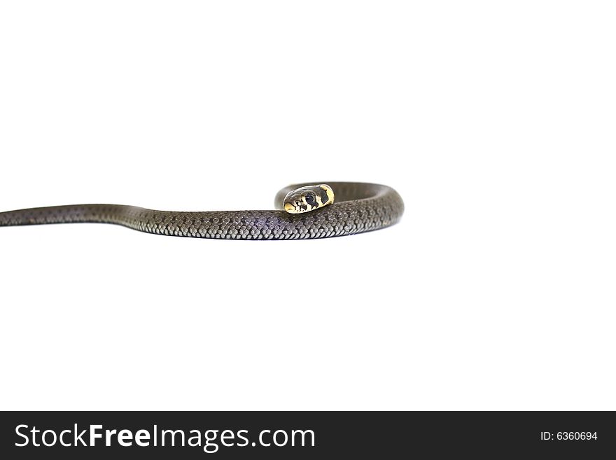 Grass snake wounding forward, latin word for it is Natrix natrix. Grass snake wounding forward, latin word for it is Natrix natrix