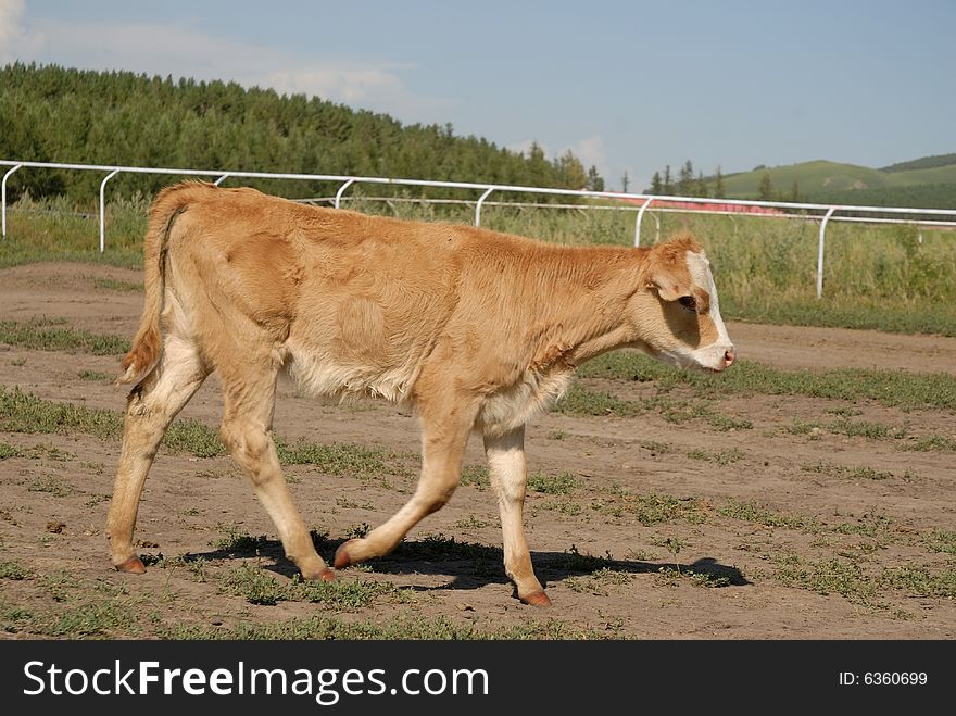 Cow walking in the road