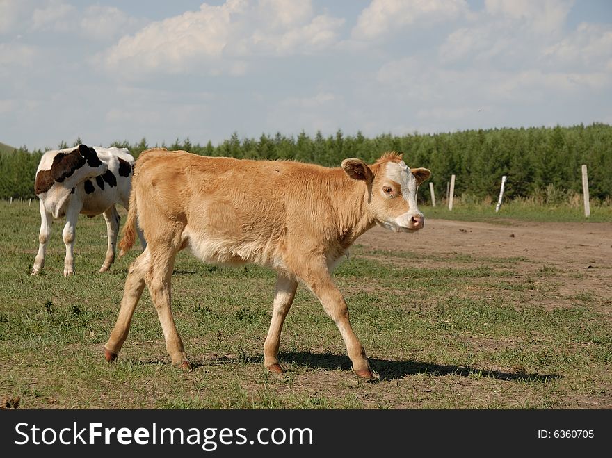 Cow walking in the glassland