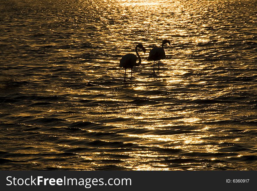 Summer sunset over lake with sleeping flamingos, horizontal. Summer sunset over lake with sleeping flamingos, horizontal.