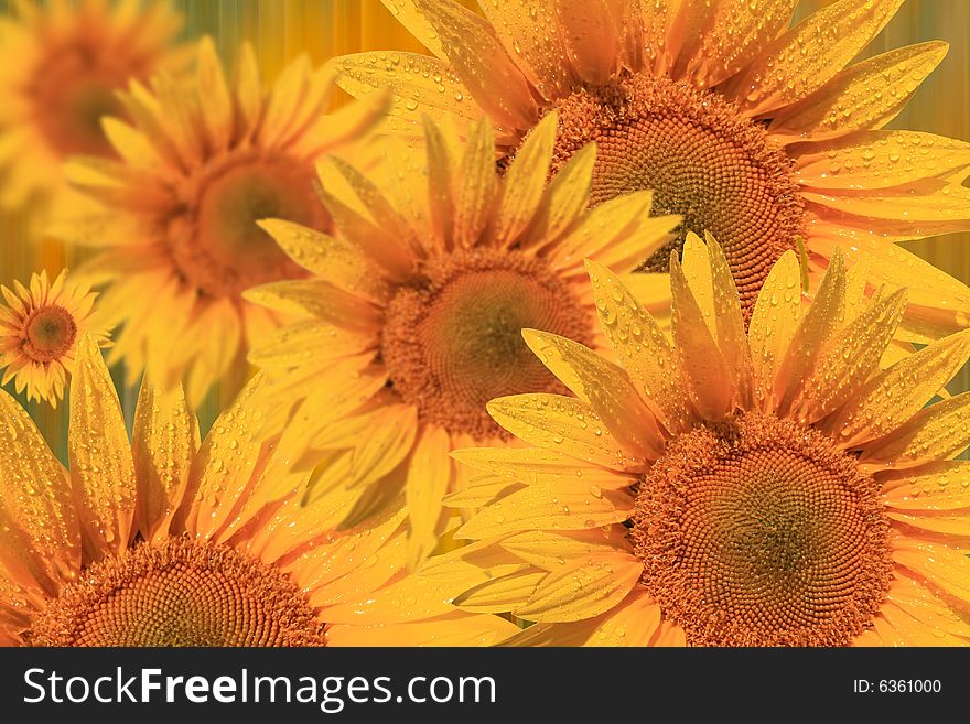 Sunflower Field