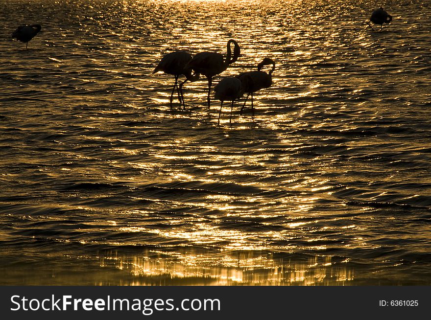 Summer sunset over lake with sleeping flamingos, horizontal. Summer sunset over lake with sleeping flamingos, horizontal.