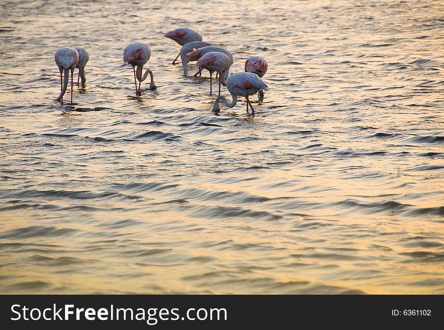 Flamingos in a sea.Izmir/Turkey. Flamingos in a sea.Izmir/Turkey