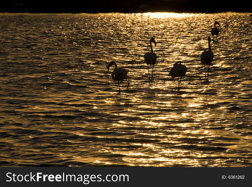 summer sunset over lake with sleeping flamingos, horizontal. summer sunset over lake with sleeping flamingos, horizontal.