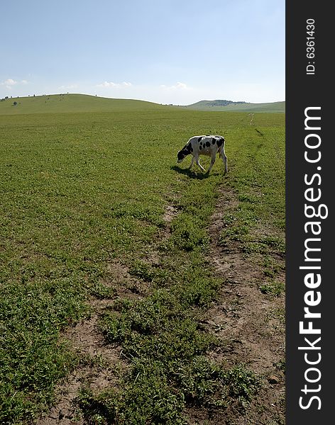 Cow On The Glassland