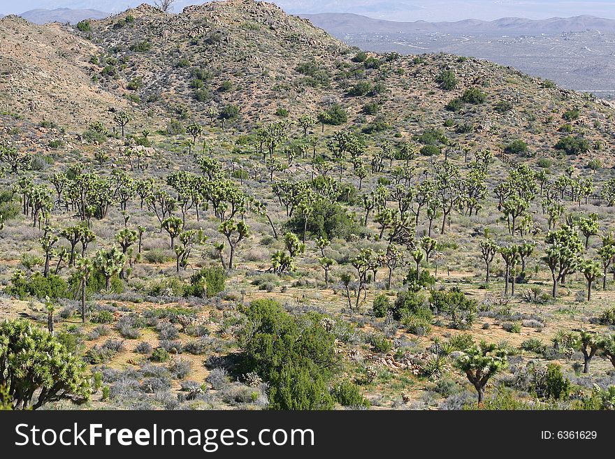 Joshua Tree National Park views. Joshua Tree National Park views.