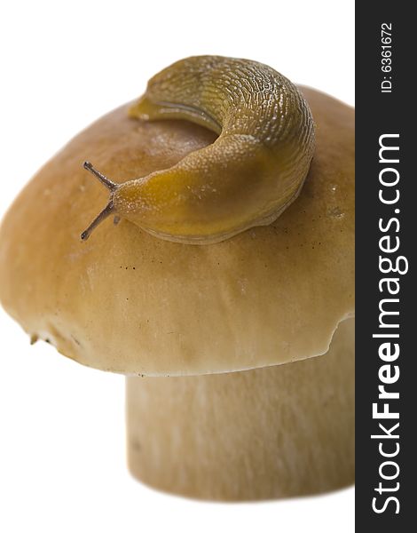 The snail creeps on a cep hat. The snail creeps on a cep hat