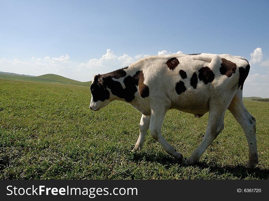 Cow eatting on the glassland. Cow eatting on the glassland