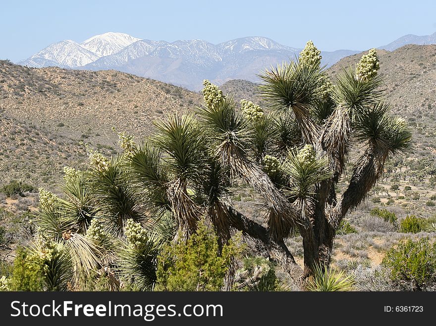 Joshua Tree National Park views. Joshua Tree National Park views.