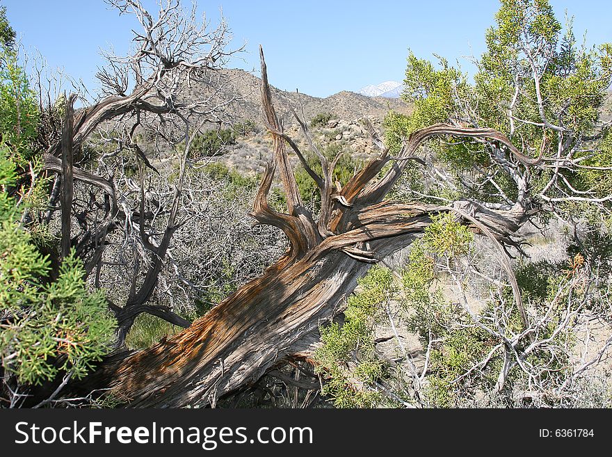 Joshua Tree National Park views. Joshua Tree National Park views.